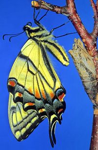 Low angle view of butterfly perching on tree against sky