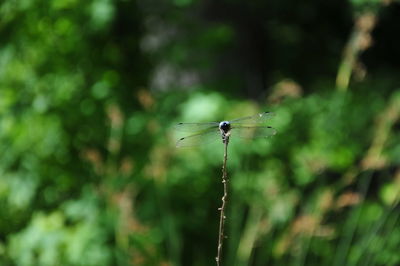 Close-up of dragonfly on plant