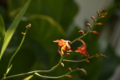 Close-up of red flowering plant