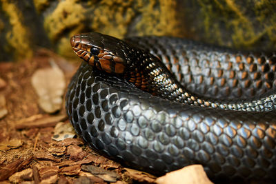 Close-up of snake