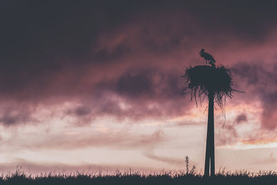 Low angle view of silhouette palm trees against sky during sunset