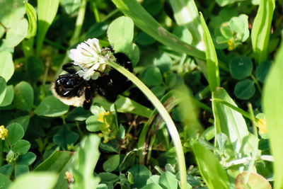 Close-up of ladybug on plant