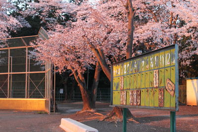 Flowering plant on tree trunk