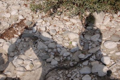 High angle view of pebbles on grassy field