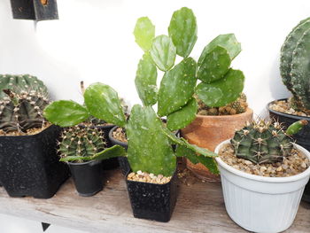 High angle view of succulent plants on table