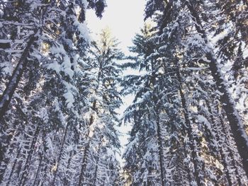 Low angle view of pine trees against sky during winter