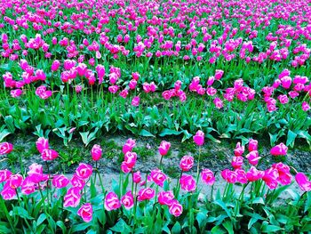 Close-up of pink flowers blooming in field