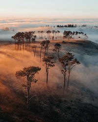 Plants and trees against sky during sunset