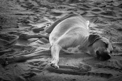 Stray dog sleeping at sandy beach