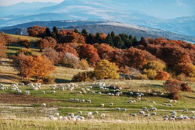 Flock of sheep grazing on field during autumn