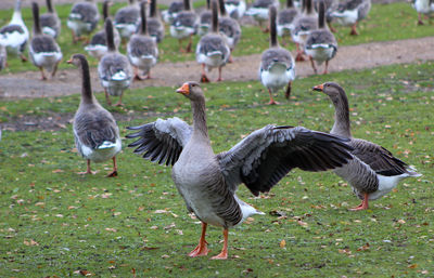 Ducks on a field