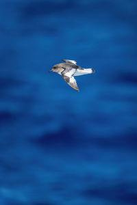 Antarctic petrel glides over deep blue sea