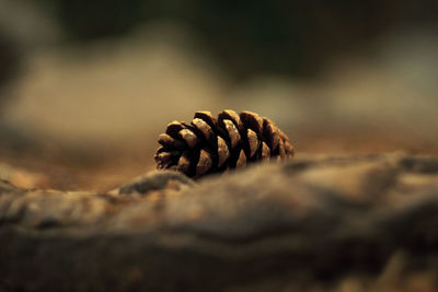 Close-up of pine cone