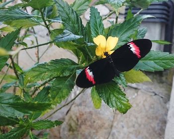 Close-up of butterfly on plant