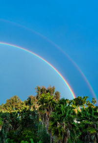 Low angle view of rainbow over trees against blue sky