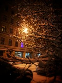 Close-up of illuminated tree at night