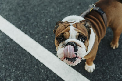 High angle portrait of dog by road in city