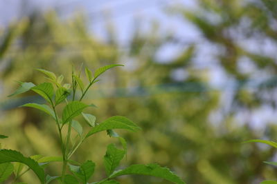 plant