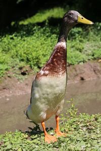 Close-up of bird perching outdoors