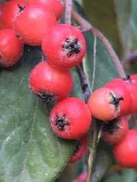 Close-up of red berries on tree