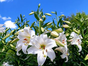 Close-up of white flowering plants against sky