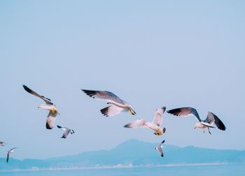 Low angle view of birds flying against sky