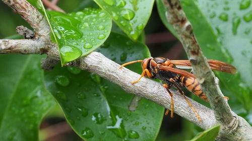 Close-up of insect on plant