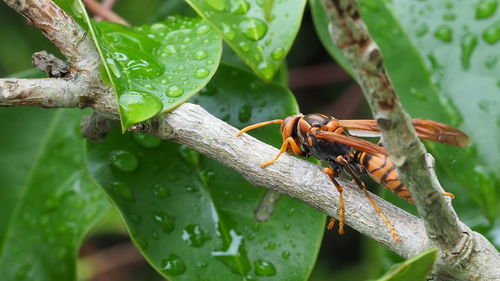 Close-up of insect on plant