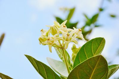 Close-up of yellow flowers blooming outdoors