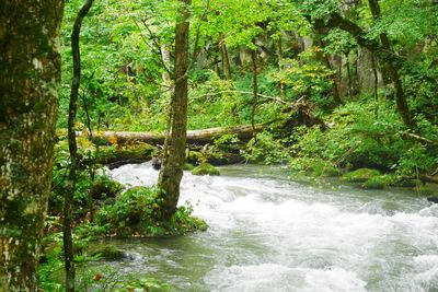 Scenic view of river amidst trees in forest