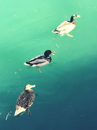 High angle view of ducks swimming in lake