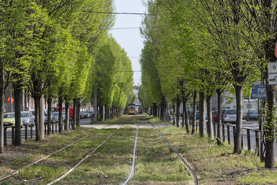 View of railroad track along trees