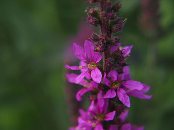 Close-up of pink flowering plant