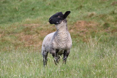 Lamb standing in a field