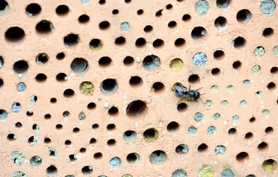 Full frame shot of patterned hole in field