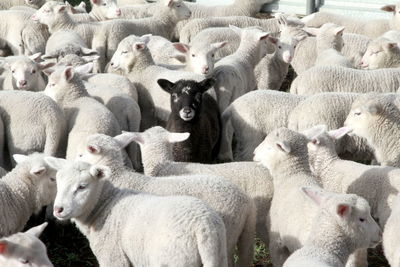 Full frame shot of sheep standing at farm