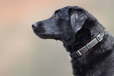 Close-up of black dog against sky