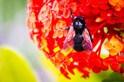 Close-up of butterfly on red flowers