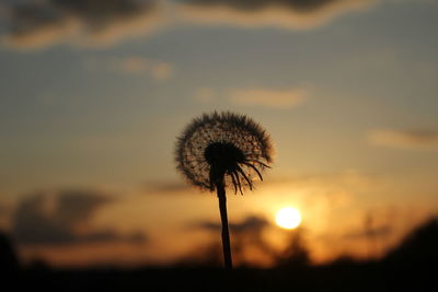 Close-up of silhouette flower against sky at sunset