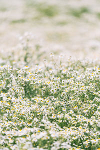 Lots of daisies. field flowers.