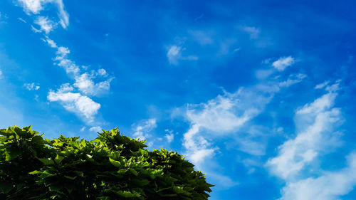 Low angle view of trees against blue sky