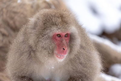Close-up of monkey on snow