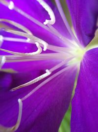 Close-up of purple flower