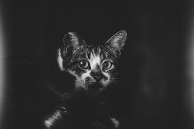 pets