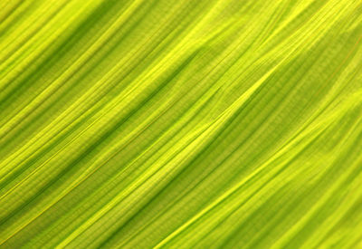 Full frame shot of palm leaf