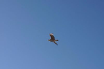 Low angle view of birds flying over white background