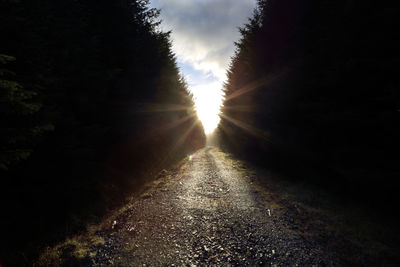 Sun shining through trees