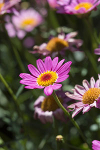 Close-up of pink flowering plants