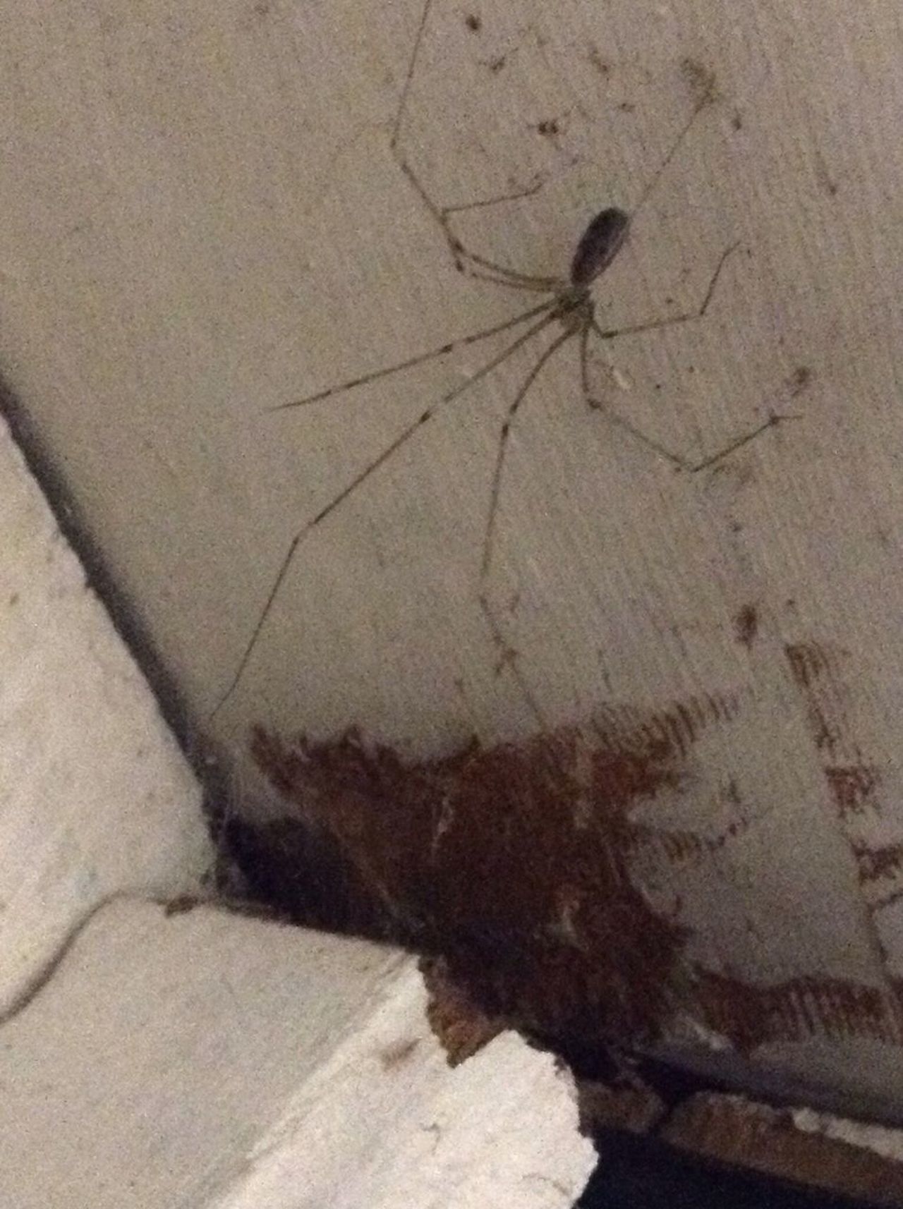 Cellar spider