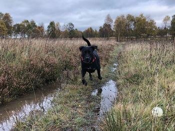 Dog on field against sky